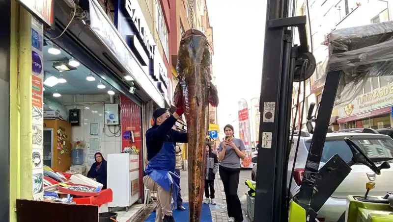 Meriç Nehri'nde Yakalanan Dev Balık, 3 Metre Uzunluğuyla Dikkat Çekiyor