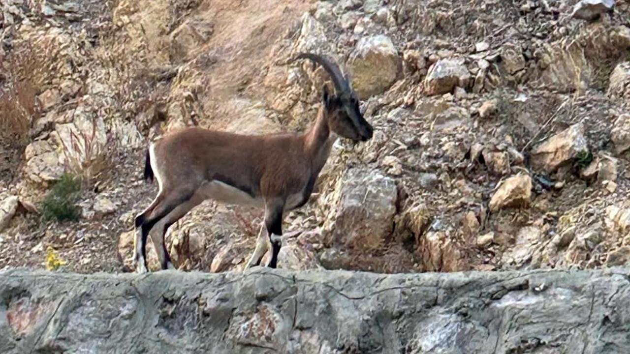 Yaban keçisini avlayan kişiye ağır ceza!