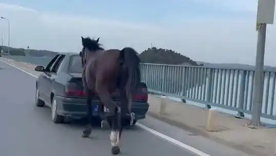 Adana’da Ata Eziyet Eden Hayvanseverlere Şok Tutuklama!