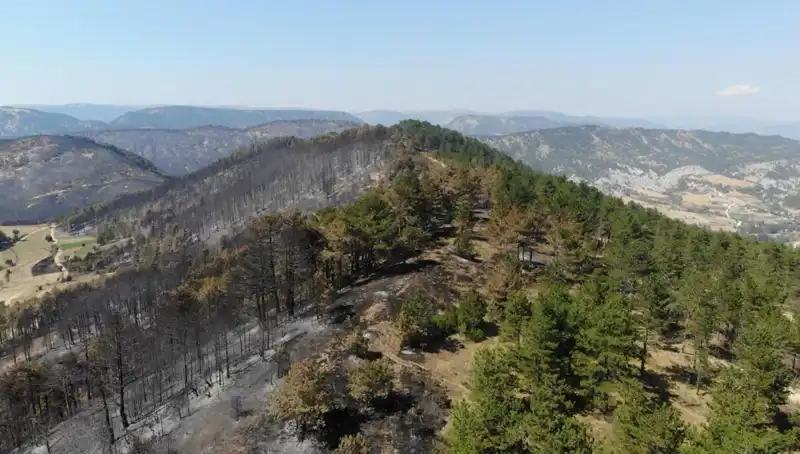 Bolu’da Doğa İçin Tarihi Adım: 5 Milyon Fidan Toprakla Buluşuyor