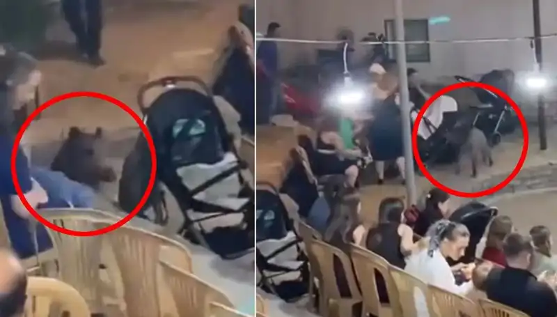 Düğün Töreninde Beklenmedik Misafir: Yaban Domuzu Gerginlik Yarattı