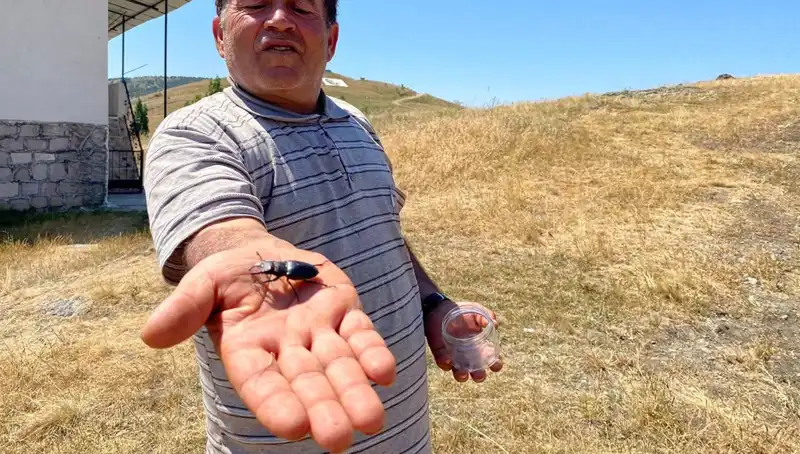 Sivas'ta Görülen O Böceği Öldürmenin Cezası Doğayı Koruma Gerekliliğini Ortaya Koyuyor
