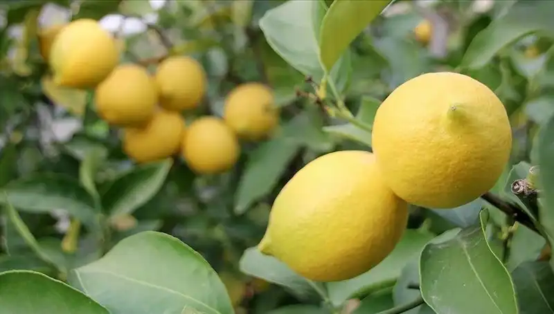 Limon Fiyatları Sıfır Noktasında: Adedi 24 TL'ye Yükseldi!