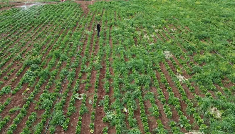 Kuraklık Marul Hasadını Vuruyor: Tarımda Kriz Büyüyor