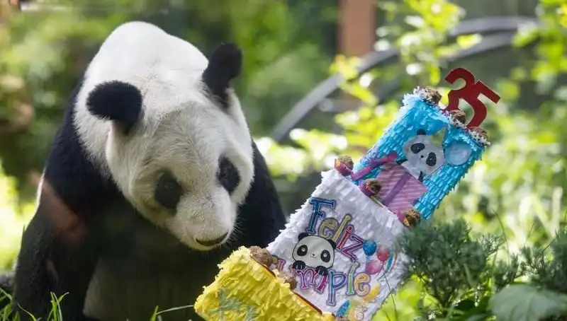 Dev Panda Xin Xin: 35 Yaşında Ormanda Bir Parti!