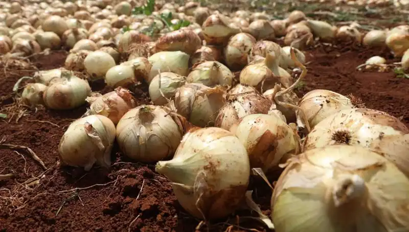Hatay'da Soğan Hasadı Başladı: Çiftçilerin Yüzü Gülüyor!