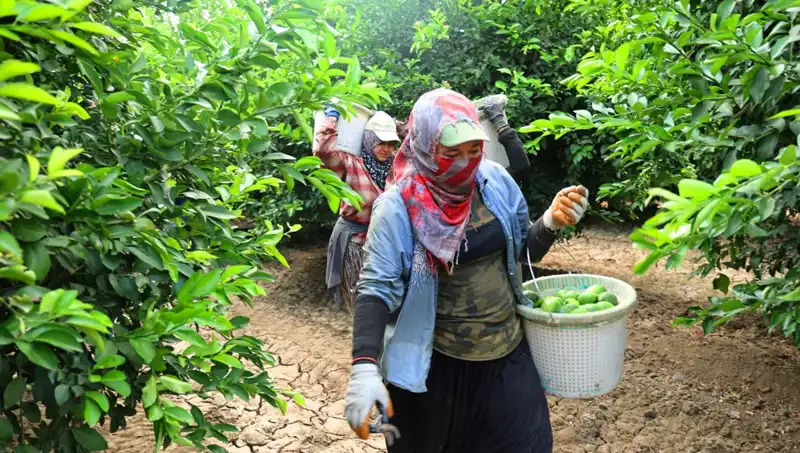 Marketlerdeki Sebze Fiyatları Yükselirken Hasat Umut Veriyor