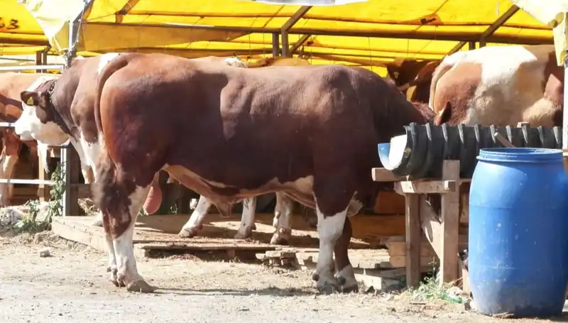 Kurban Pazarlarında Hareketlilik: Ne Beklemeli, Neler Olacak?