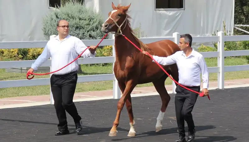 Taşkın Kral Rekorlarıyla Bir Kez Daha Gündemde!