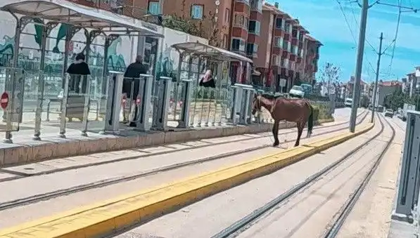 Eskişehir Tramvay Raylarında Başına Buyruk At Görülünce Şaşkınlık Yarattı