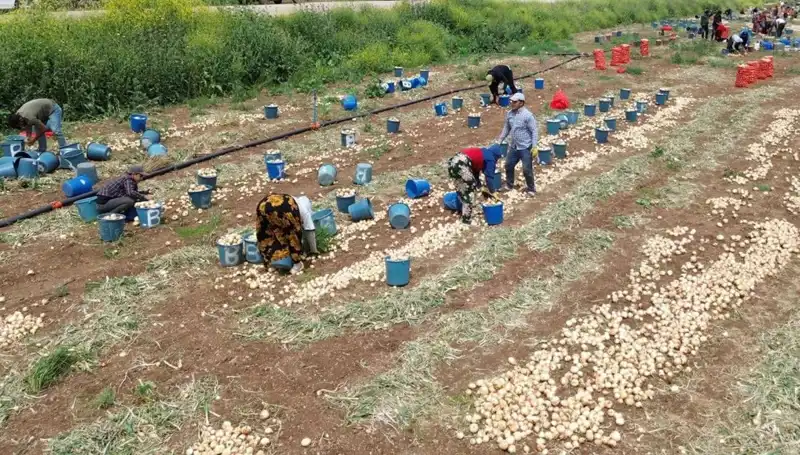 Soğan Hasadı Başladı: Fiyatlarda Düşüş Beklentisiyle Tazelenen Pazar