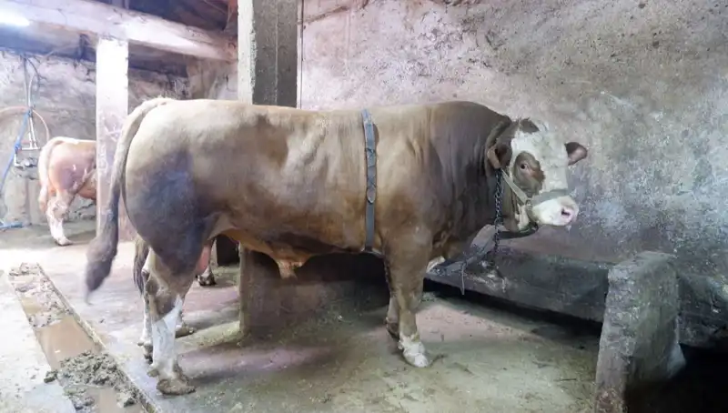 1 Ton 200 Kilo Makarna: Alıcısını Buldu, Fiyatı Göz Kamaştırıyor!
