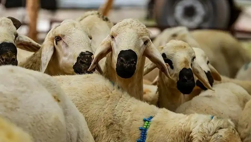 2025 Kurban Bayramı: Kurban Kesmek Farz mı? En Çok Merak Edilen 10 Soru!