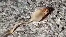 Tunceli'de Görülen Arap Tavşanı, Doğanın Gizemlerini Yeniden Gözler Önüne Serdi