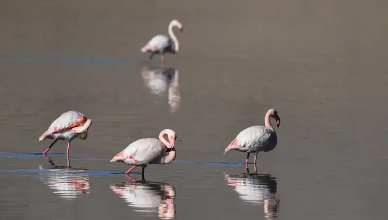 Kuş Cenneti Bağcılar'da Kuraklık Tehlikesi: Flamingo Popülasyonu Düştü