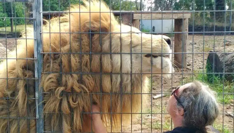 Avustralya'da Korkutucu Aslan Saldırısı: Kadının Kolunu Kafesten Kapma Anı