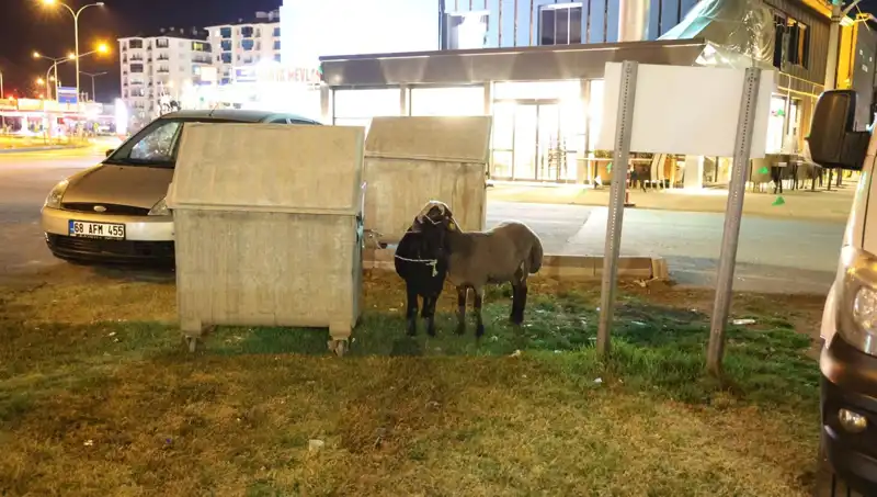 Mor Karaman Koyunları: Yolda Bırakılan Hayvanların Dramı
