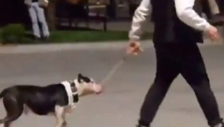 Ağızlıksız Pitbull’un Saldırısı: Sahibi Para Cezasıyla Yüzleşiyor