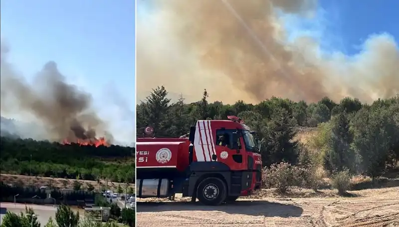 Gebze’deki Orman Yangını: Doğa Katliamının Ardındaki Sebepler ve Sonuçlar